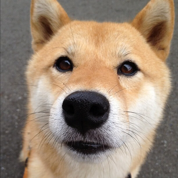 巴斯克雄狮撕裂蓝军！特奥单骑闯关成切尔西防线噩梦