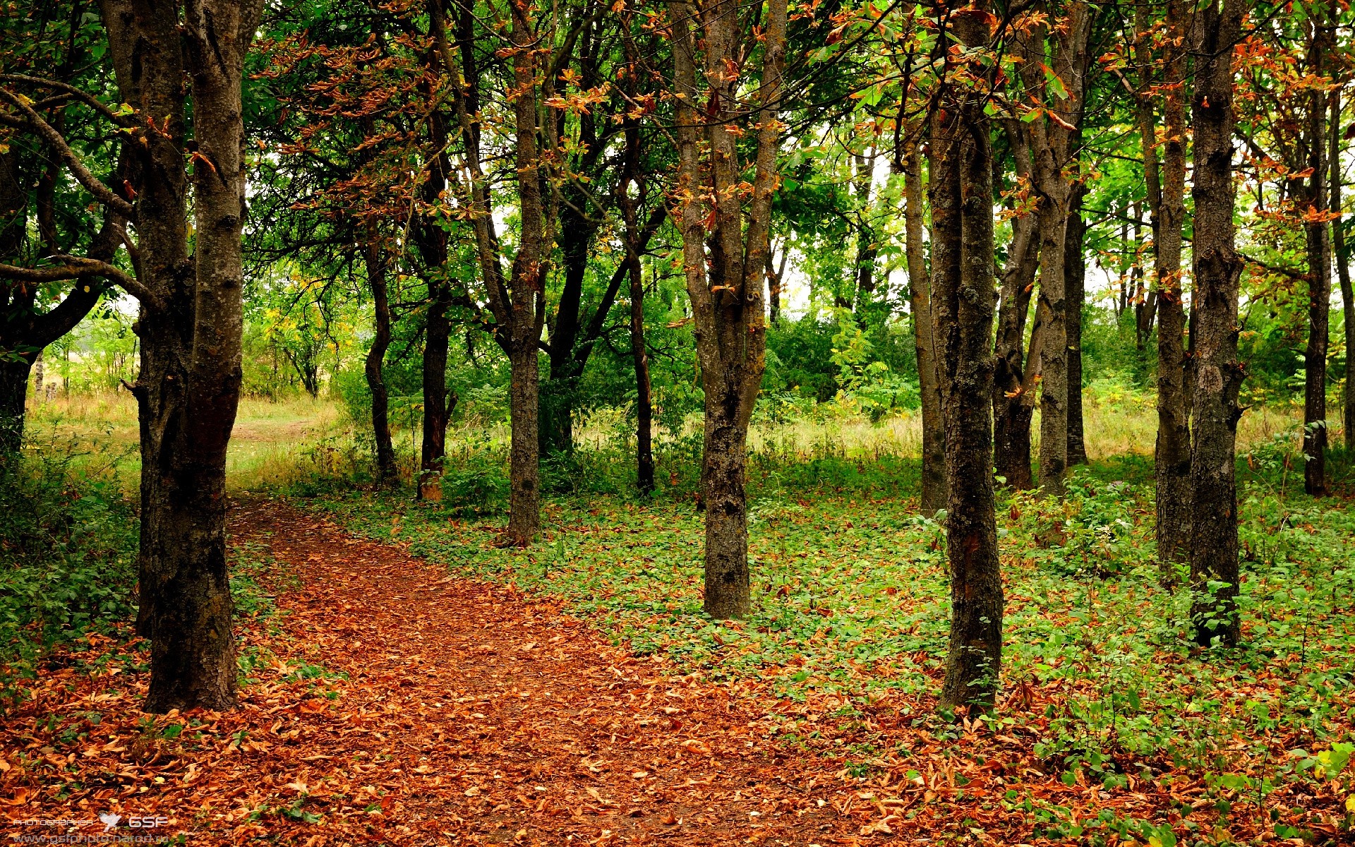 速度与荣耀的交汇，当赛车线成为绿茵场的延伸