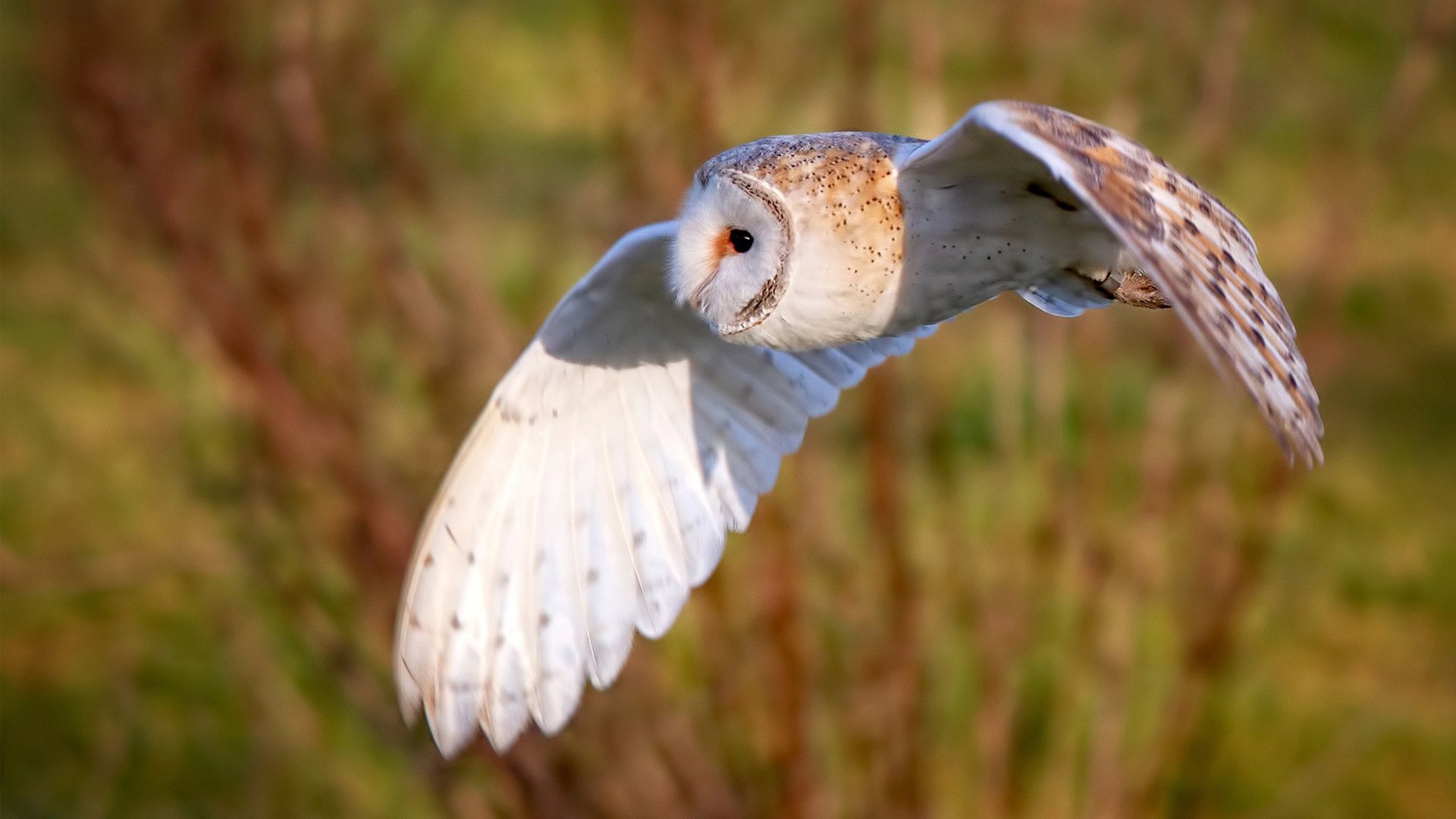 暗流与烈焰，当摩洛哥的节奏掌控，遇见孙兴慜的接管时刻