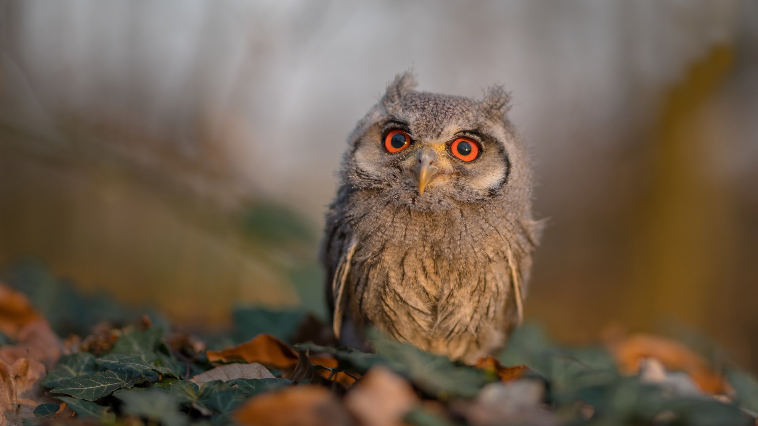 石匠与利刃，浓眉交易后的正名之战如何终结绿军十八连胜