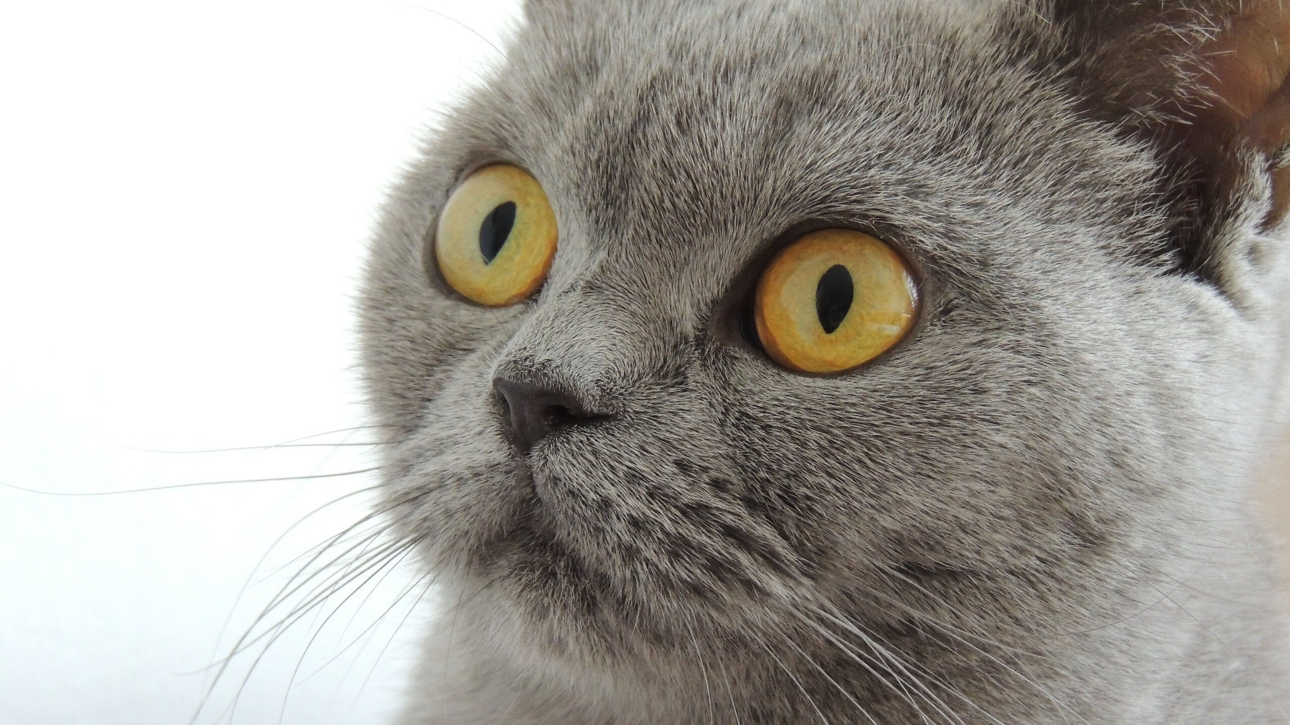 从伦敦雨夜到温布利黎明，托尼一锤定音，英格兰终破日耳曼心魔