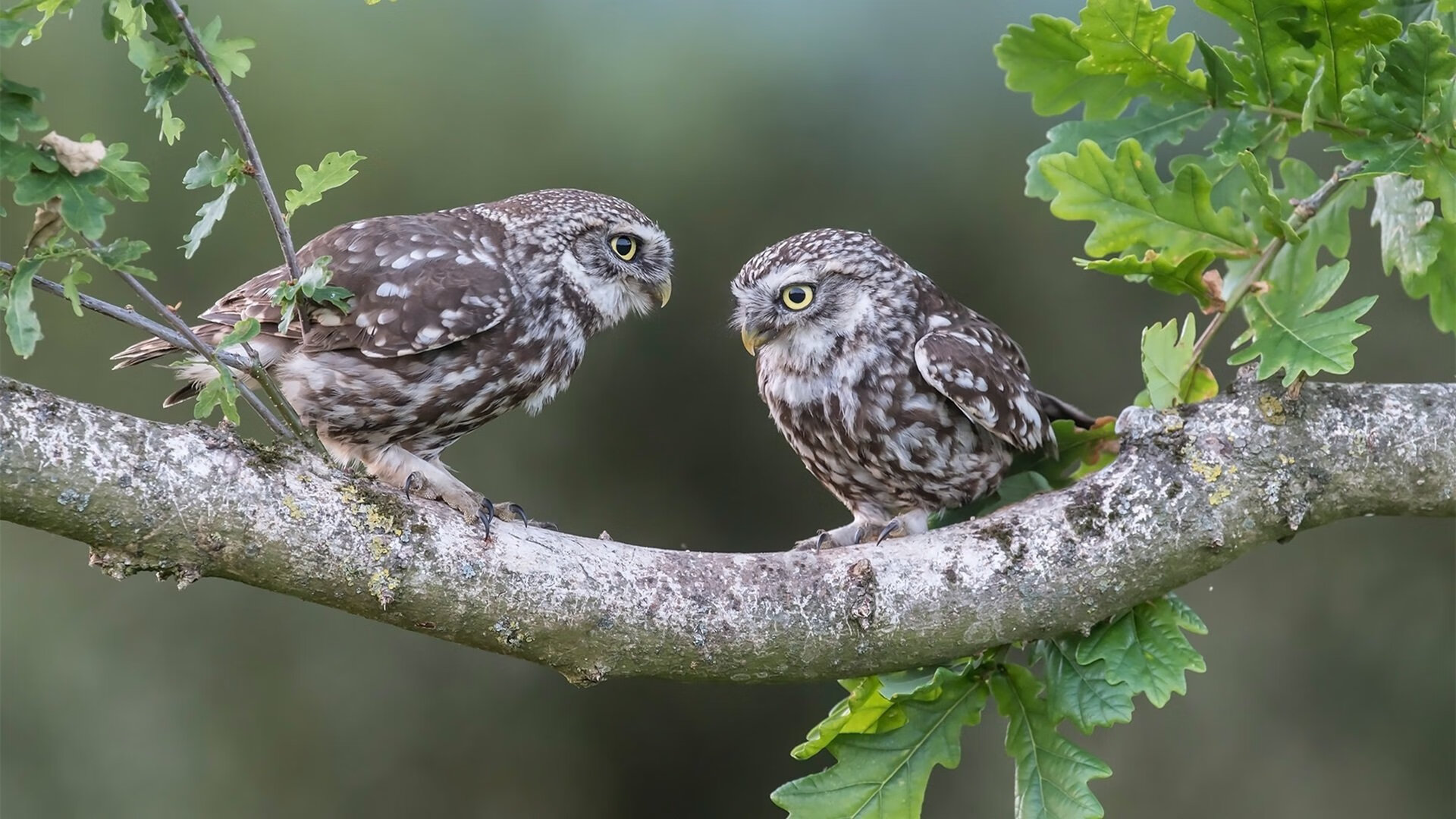 赛道与绿茵的平行叙事，当F1新季揭幕战遇上威尔士压制摩洛哥的战术交响