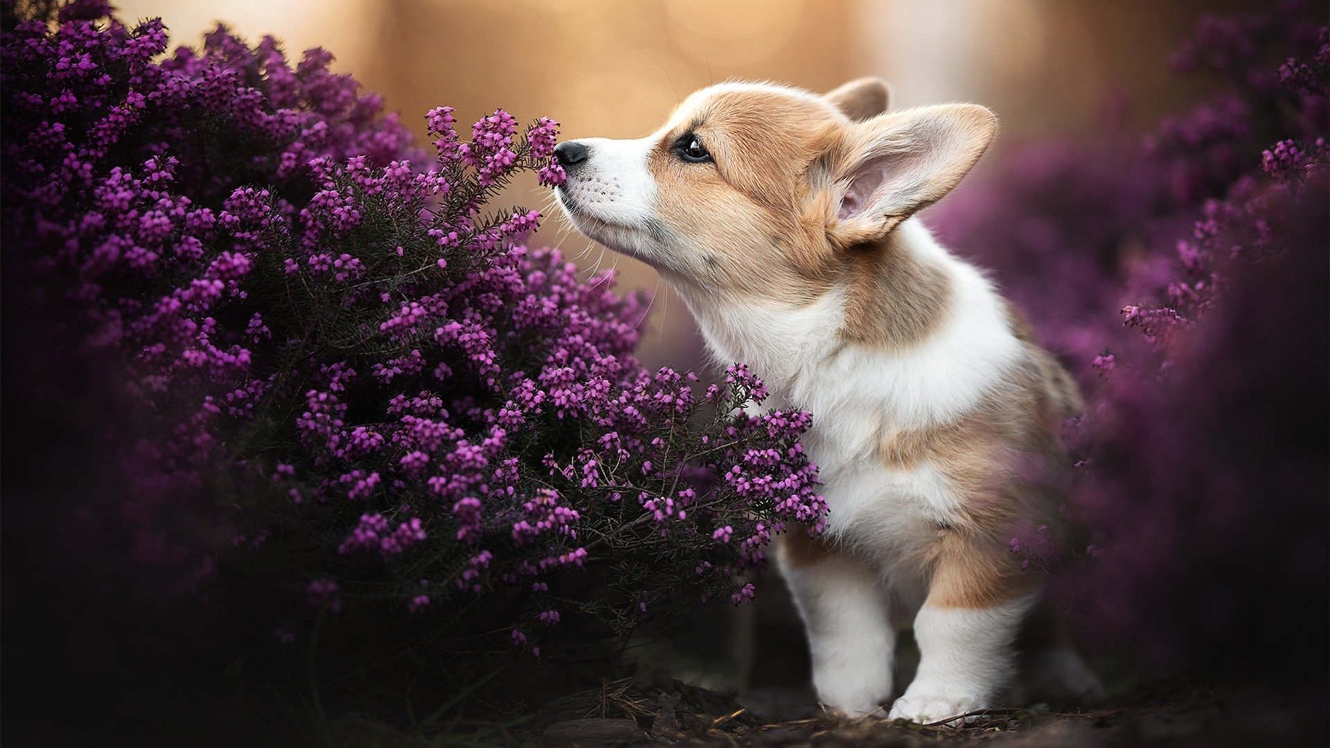 节奏为王,从开拓者克敌到杜兰特的掌控艺术