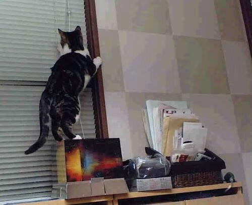 当詹姆斯用一记不合理的三分改写命运,深圳队学会了巨星与团队的最后一课