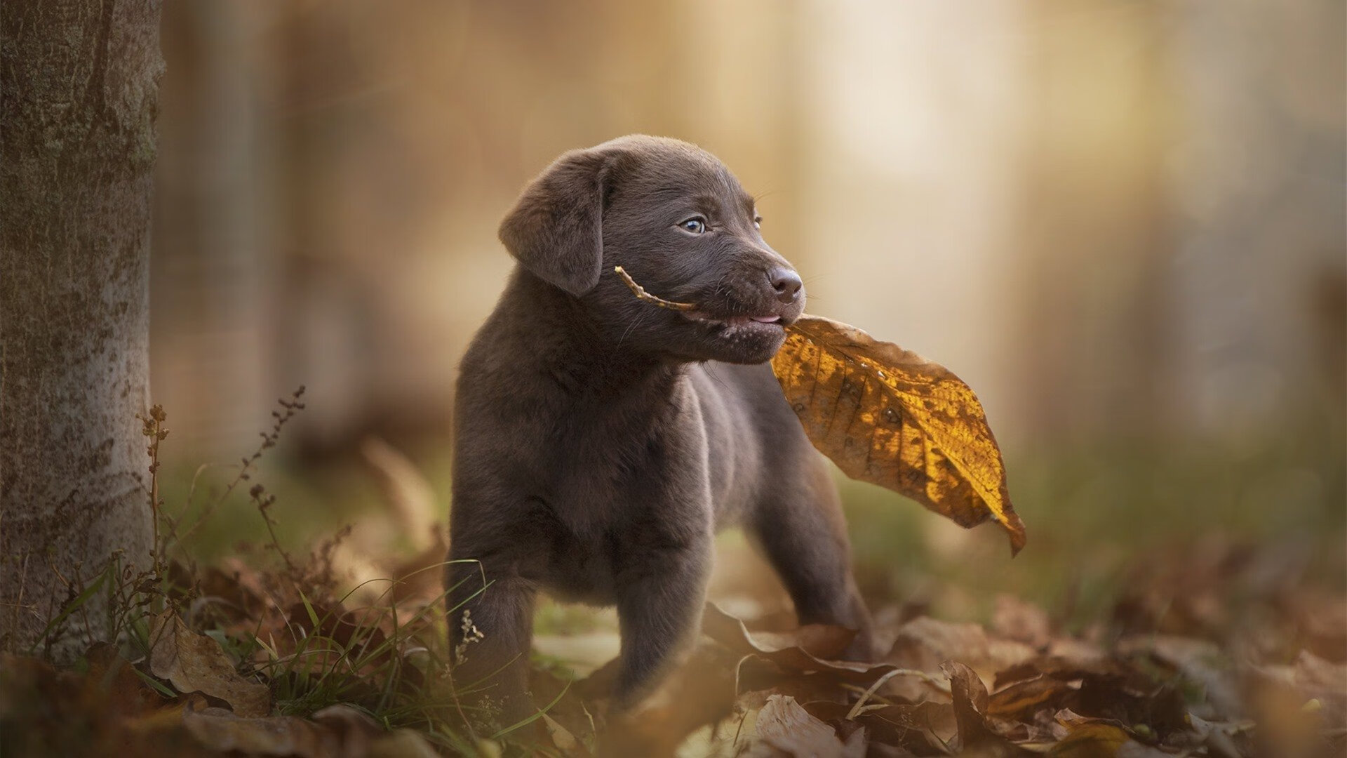 双重奏,CBA终场惊雷,如何奏响奥运周期的前奏曲