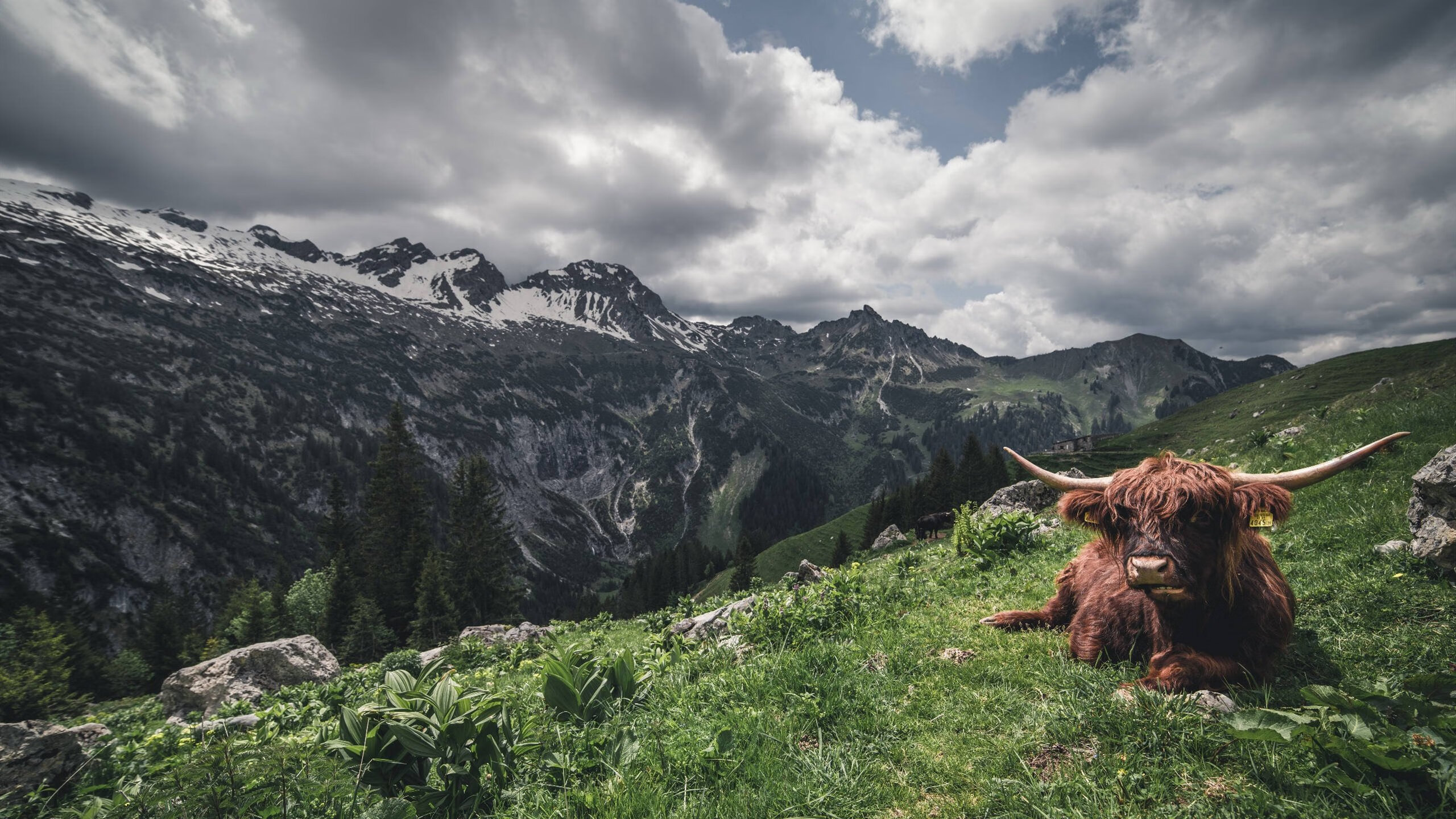 唯一性，当范戴克与那不勒斯，在各自战场写下领袖定义